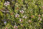 : - Grevillea sphacelata