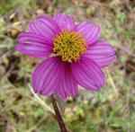 : - Bidens aequisquama