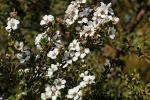 : - Leptospermum trinervium