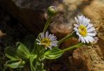 : - Olearia rudis