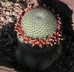 : - Mammillaria albilanata subsp. oaxacana