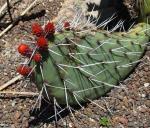 : - Opuntia stenopetala