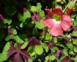 Glücksklee - Oxalis tetraphylla