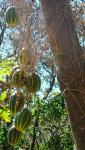 : - Polyclathra cucumerina
