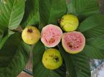 Echte Guave - Psidium guajava