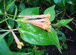 : - Bouvardia laevis