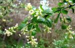 : - Retanilla trinervia