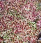 : - Sphagnum nemoreum