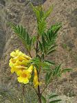 : - Tecoma stans var. sambucifolia