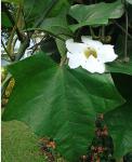 Großblütige Thunbergia - Thunbergia grandiflora