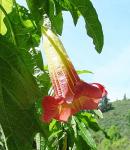 Blutrote Engelstrompete - Brugmansia sanguinea