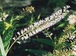 : - Hebe salicifolia
