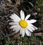 : - Werneria nubigena