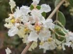 : - Banisteriopsis campestris
