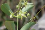 : - Blepharodon pictum