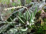 : - Bulbophyllum saltatorium var. calamarium