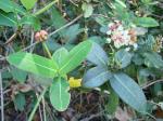 : - Byrsonima umbellata
