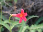 : - Irlbachia pedunculata
