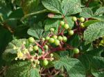 : - Cissus duarteana