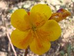 : - Cochlospermum regium