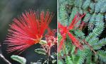: - Calliandra californica