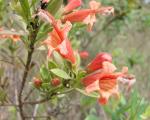 : - Esterhazya macrodonta