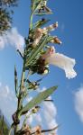 : - Ipomoea angulata