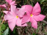 : - Mandevilla novocapitalis