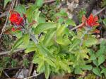 : - Castilleja arvensis