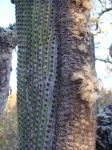 : - Micranthocereus estevesii