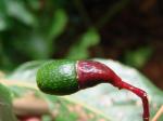 : - Nectandra cissiflora