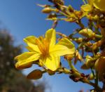 : - Polyouratea hexasperma