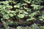Gewöhnliche Pestwurz - Petasites hybridus