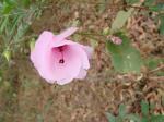 : - Pavonia grandiflora