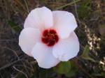 : - Peltaea polymorpha