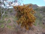 : - Phoradendron caripense