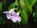 : - Bignonia corymbosa