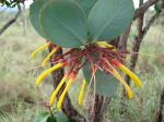 : - Psittacanthus cinctus