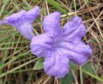 : - Ruellia geminiflora