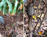 : - Ceratozamia hildae