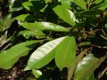 : - Tapirira guianensis
