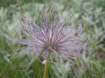 : - Anemone patens
