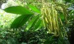 : - Chamaedorea pinnatifrons