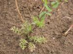 Durchwachseublättrige Kresse - Lepidium perfoliatum