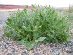 : - Strigosella africana