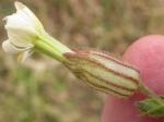Weiße Lichtnelke - Silene latifolia subsp. alba