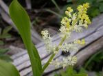 : - Maianthemum racemosum