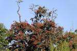: - Alloxylon flammeum