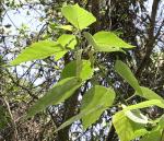 Papiermaulbeerbaum - Broussonetia papyrifera