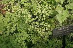 Frauenhaarfarn - Adiantum capillus-veneris